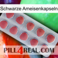 Black Ant Capsules 18